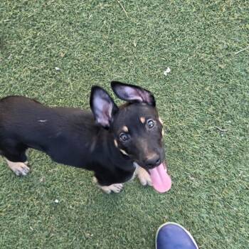 Kima -  Mixed Breed and German Shepherd Dog Dog for Adoption in Breese, Illinois - Kima | PetCurious