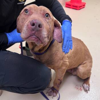 Mixed Breed Dogs Available for Adoption in Winston-salem, North Carolina - Nala The Second | PetCurious