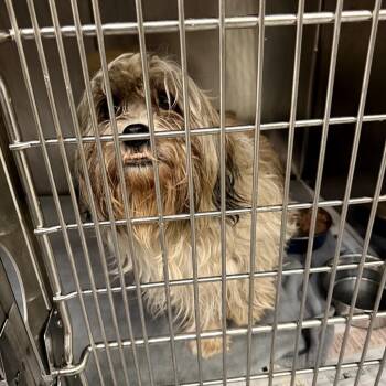 Shih Tzu Dogs Available for Adoption in Northbrook, Illinois - Rascal Roscoe | PetCurious