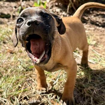Barroll -  Pug and Chihuahua Dog for Adoption in Thompson
