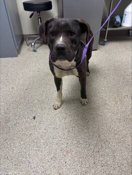 Boxer Dogs Available for Adoption in Conway, Arkansas - Travis | PetCurious