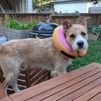 Turbo -  Terrier and Shepherd Dog for Adoption in Chicago, Illinois - Turbo | PetCurious