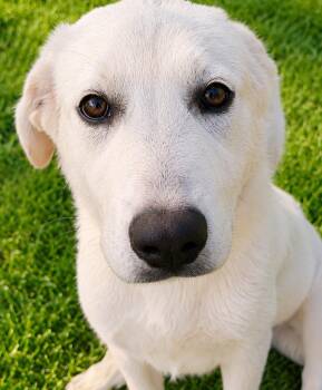 Caelwyn -  Great Pyrenees Dog for Adoption in Kiowa, Oklahoma - Caelwyn | PetCurious