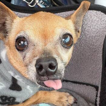 Chihuahua Dogs Available for Adoption - Bijou | PetCurious