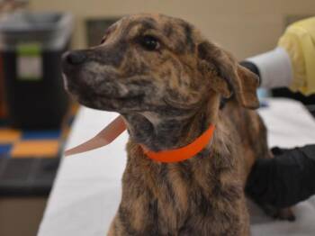 Chalise -  Labrador Retriever and Anatolian Shepherd Dog for Adoption in Portland, Oregon - Chalise | PetCurious