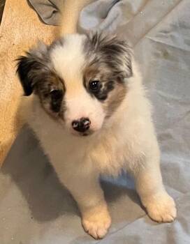 Liberty -  Australian Shepherd Dog for Adoption in Thompson Falls, Montana - Liberty | PetCurious
