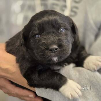 Mixed Breed Dogs Available for Adoption in Madison, Wisconsin - Rachel | PetCurious