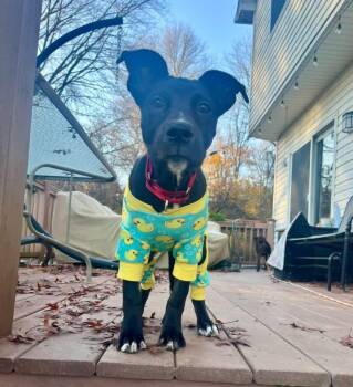 Rescue Mixed Breed Dogs for Adoption in Wappingers Falls, New York - Puddin | PetCurious