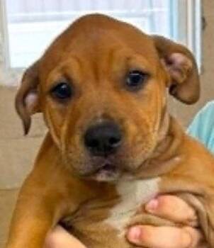 Herminie -  Mastiff Dog for Adoption in Waunakee, Wisconsin - Herminie | PetCurious
