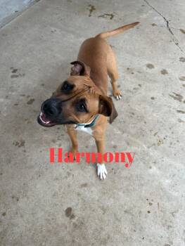 Rescue Boxer and Pit Bull Terrier Dogs for Adoption in Baudette, Minnesota - HARMONY | PetCurious