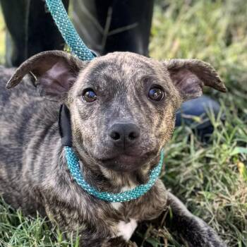 Rescue Chihuahua and Hound Dogs for Adoption in Locust Fork, Alabama - Sylvia | PetCurious