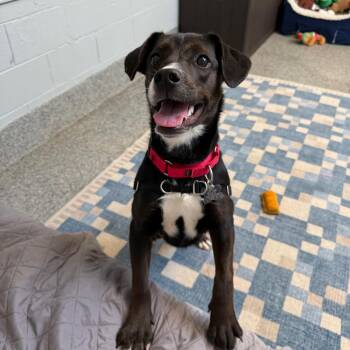 Winnie -  Labrador Retriever and Mixed Breed Dog for Adoption in Falls Church, Virginia - Winnie | PetCurious