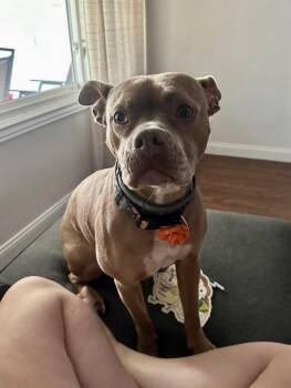 Rescue Pit Bull Terrier Dogs for Adoption in Clinton, Illinois - Smoosh (CP) | PetCurious