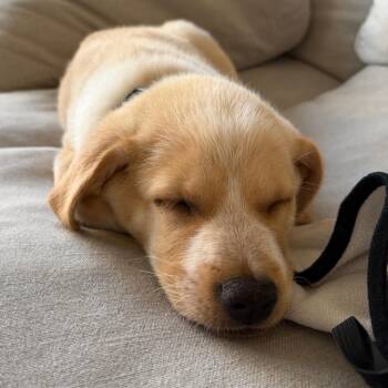 Covie -  Cocker Spaniel and Labrador Retriever Dog for Adoption in Los Angeles, California - Covie | PetCurious