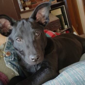 Rescue Australian Kelpie Dogs for Adoption in Durango, Colorado - Starburst | PetCurious