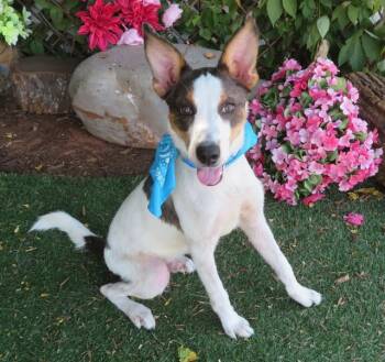 JACKJACK -  Australian Cattle Dog Blue Heeler Dog for Adoption in Oklahoma City, Oklahoma - JACKJACK | PetCurious