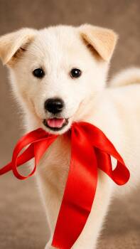 Porsche -  Siberian Husky and Great Pyrenees Dog for Adoption in Nahunta, Georgia - Porsche | PetCurious