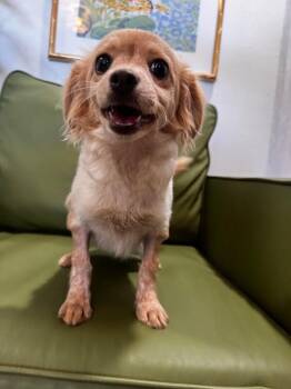 Pickle Princess -  Papillon and Chihuahua Dog for Adoption in Friendswood, Texas - Pickle Princess | PetCurious