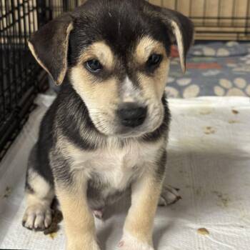 Snax -  Mixed Breed Dog for Adoption in Fredericksburg, Virginia - Snax | PetCurious