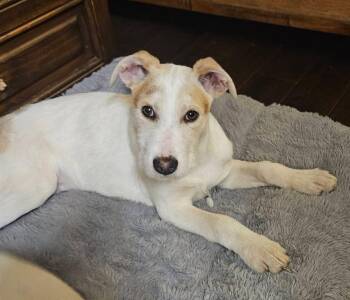 Terrier Dogs Available for Adoption - Monte | PetCurious