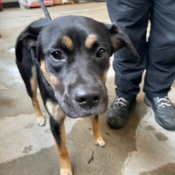 Stormie -  Terrier Dog for Adoption in Des Moines, Iowa - Stormie | PetCurious