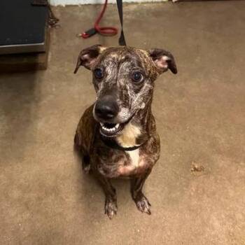 Missy -  Black Mouth Cur Dog for Adoption in Beaumont, Texas - Missy | PetCurious