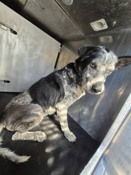 CRAIG -  Australian Shepherd Dog for Adoption in San Antonio, Texas - CRAIG | PetCurious