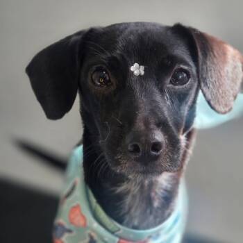 Penelope -  Chihuahua Dog for Adoption in Humacao, Humacao - Penelope | PetCurious