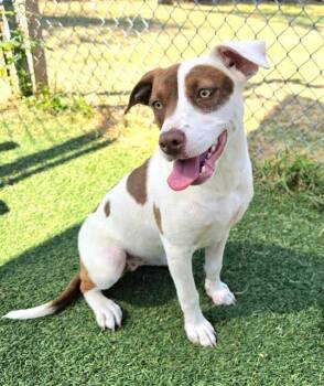 TINKERBIT -  Mixed Breed Dog for Adoption in Columbia, South Carolina - TINKERBIT | PetCurious