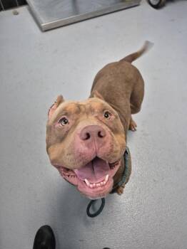 Pen170 -  American Bully Dog for Adoption in Lawrenceville, Georgia - Pen170 | PetCurious