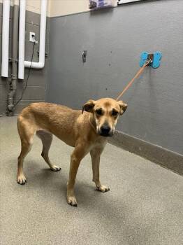 Rescue German Shepherd Dog and Mixed Breed Dogs for Adoption in Las Vegas, Nevada - SKYE | PetCurious