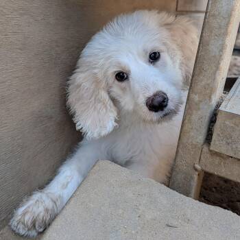 Sugar -  Goldendoodle and Poodle Dog for Adoption in Tishomingo, Oklahoma - Sugar | PetCurious