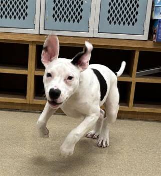 Rescue American Staffordshire Terrier and Mixed Breed Dogs for Adoption in Grand Prairie, Texas - SCOOBY | PetCurious