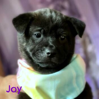 Chow Chow Dogs Available for Adoption - Joy Faith | PetCurious