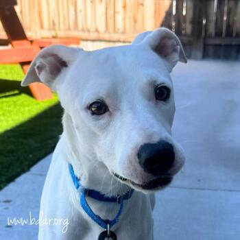 Baxter -  Pit Bull Terrier Dog for Adoption in Cheyenne, Wyoming - Baxter | PetCurious
