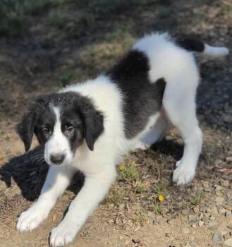 Sawyer -  Great Pyrenees and Labrador Retriever Dog for Adoption in Morrilton, Arkansas - Sawyer | PetCurious