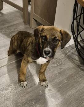 Plott Hound and Mountain Cur Dogs Available for Adoption - Stella (Hound) | PetCurious