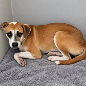 PBA-Stray-11714 -  Boxer Dog for Adoption in Pine Bluff, Arkansas - PBA-Stray-11714 | PetCurious
