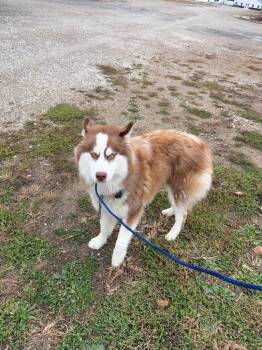 Rescue Husky Dogs for Adoption in Lawrenceville, Illinois - Artic | PetCurious