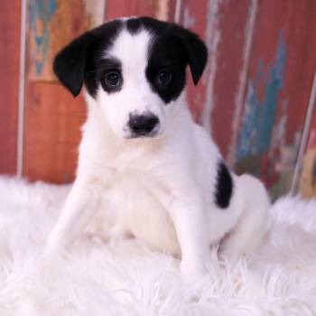Mia -  Mixed Breed Dog for Adoption in Casa Grande, Arizona - Mia | PetCurious