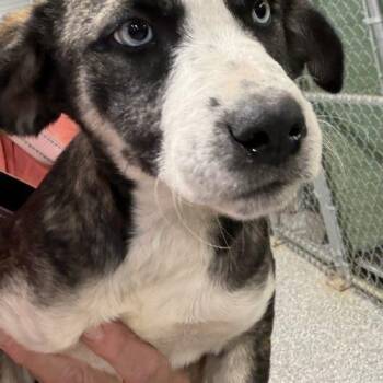 Glacier -  Husky and Labrador Retriever Dog for Adoption in Leesburg, Alabama - Glacier | PetCurious
