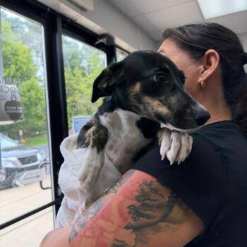 Sassy -  Mixed Breed Dog for Adoption in Walker, Michigan - Sassy | PetCurious