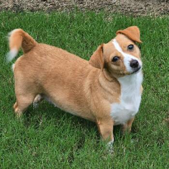 Daisy -  Chihuahua and Dachshund Dog for Adoption in Helena, Alabama - Daisy | PetCurious