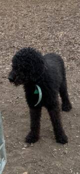 Goldendoodle Dogs Available for Adoption - Scooter | PetCurious