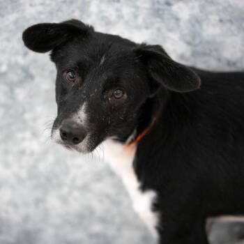 Ace (S26-160) -  Border Collie Dog for Adoption in Peyton, Colorado - Ace (S26-160) | PetCurious
