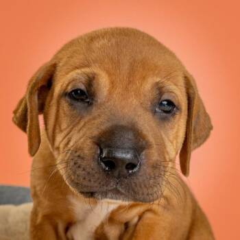 Labrador Retriever and Shar Pei Dogs Available for Adoption - AAD New Arrival!  Buzz - 26010 | PetCurious