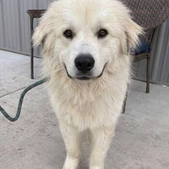 Great Pyrenees Dogs Available for Adoption in Plainfield, Illinois - Ace | PetCurious