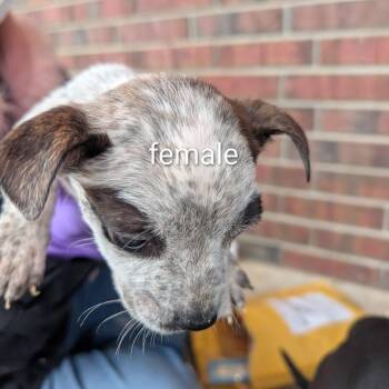 Australian Cattle Dog Blue Heeler Dogs Available for Adoption - Star | PetCurious