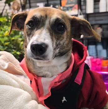 Chihuahua Dogs Available for Adoption - Soline | PetCurious