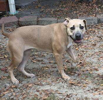 Pretzel -  Terrier Dog for Adoption in Slidell, Louisiana - Pretzel | PetCurious